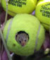 Of muizen ook van tennis houden? Jazeker.